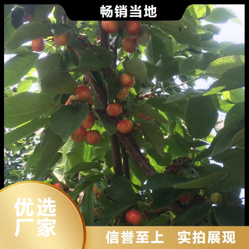 樱桃,【草莓苗】厂家售后完善厂家售后完善