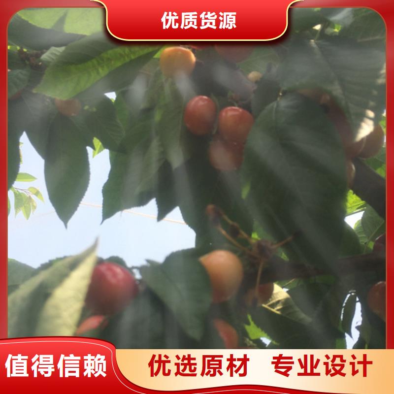 樱桃苹果苗联系厂家同城货源
