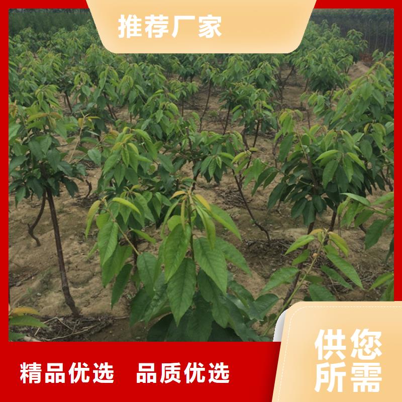 矮化大樱桃树苗基地直销当地生产厂家