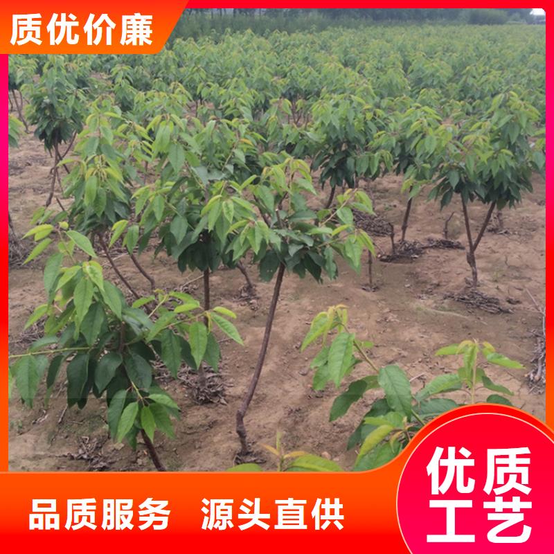 嫁接樱桃苗新品种接穗当地生产商