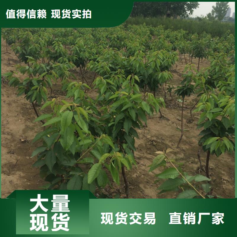 大樱桃树苗基地优选货源