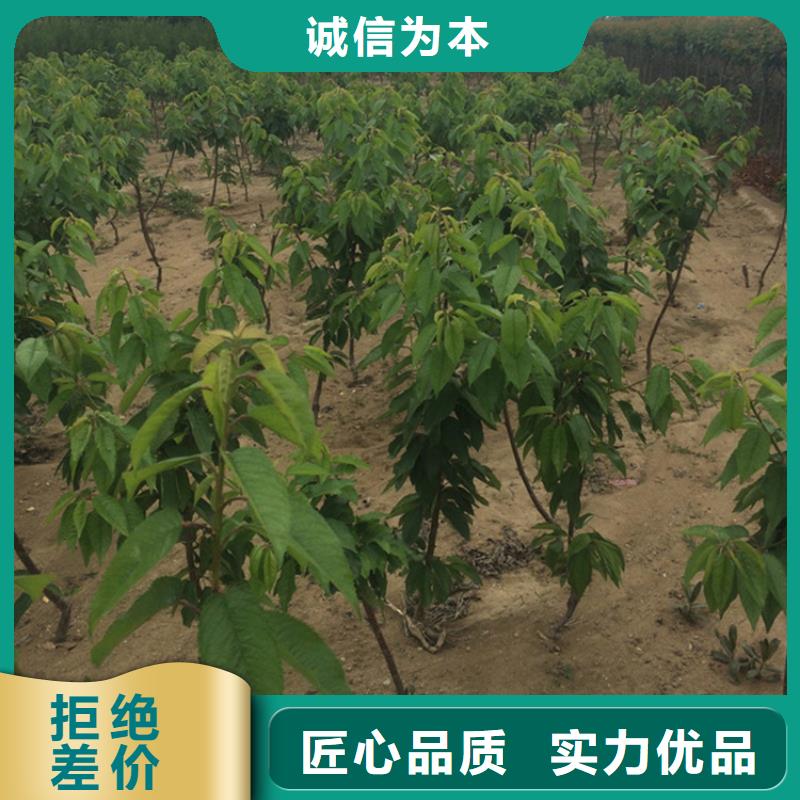 樱桃_葡萄苗定制不额外收费现货交易