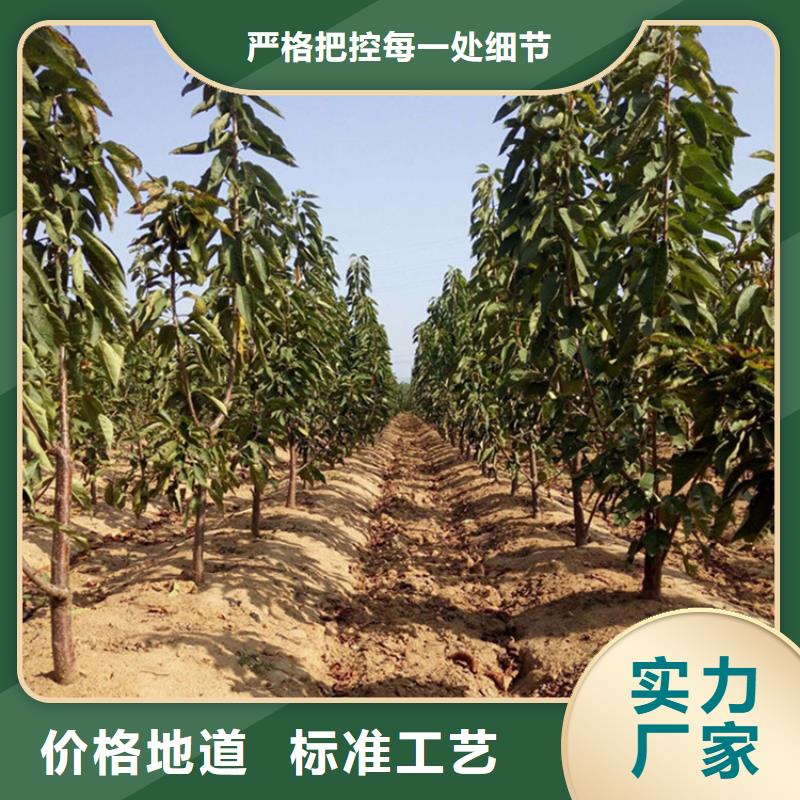 车厘子什么时间移栽质检合格出厂
