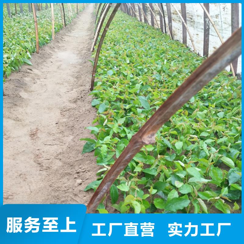 嫁接樱桃苗新品种品质服务