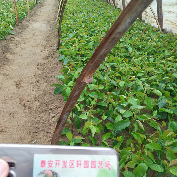 大樱桃树苗批发零售同城供应商