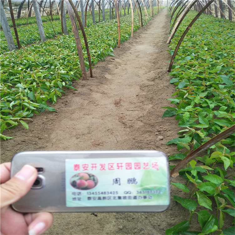 矮化车厘子苗批发同城服务商