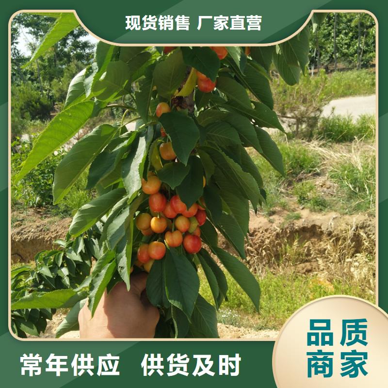 吉塞拉矮化樱桃苗亩产效益放心购