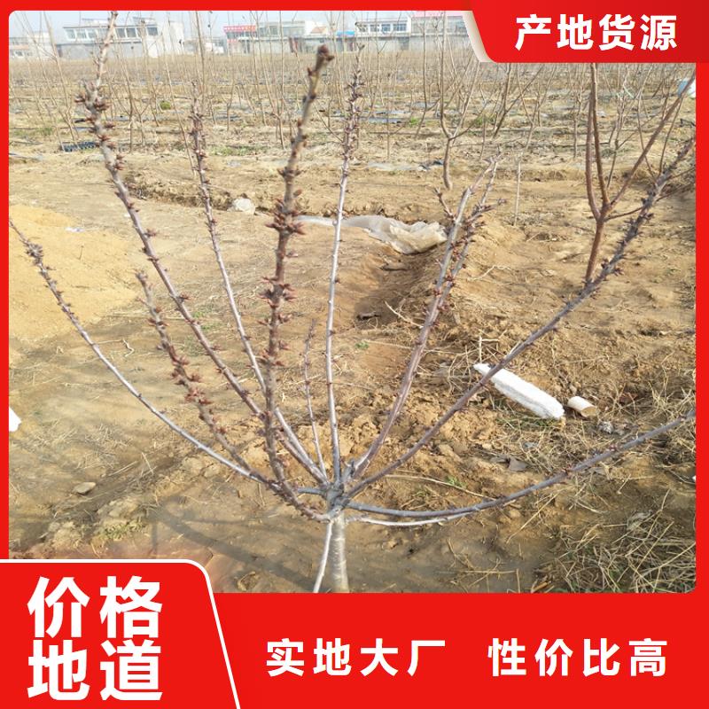 【樱桃】石榴树有实力有经验本地服务商
