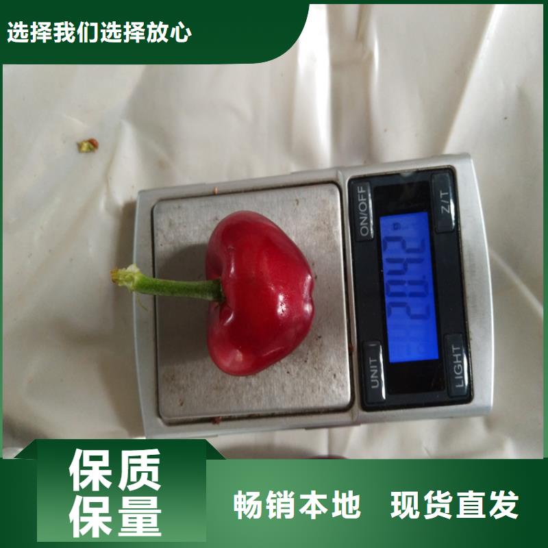樱桃【【猕猴桃苗】】真诚合作专业设计