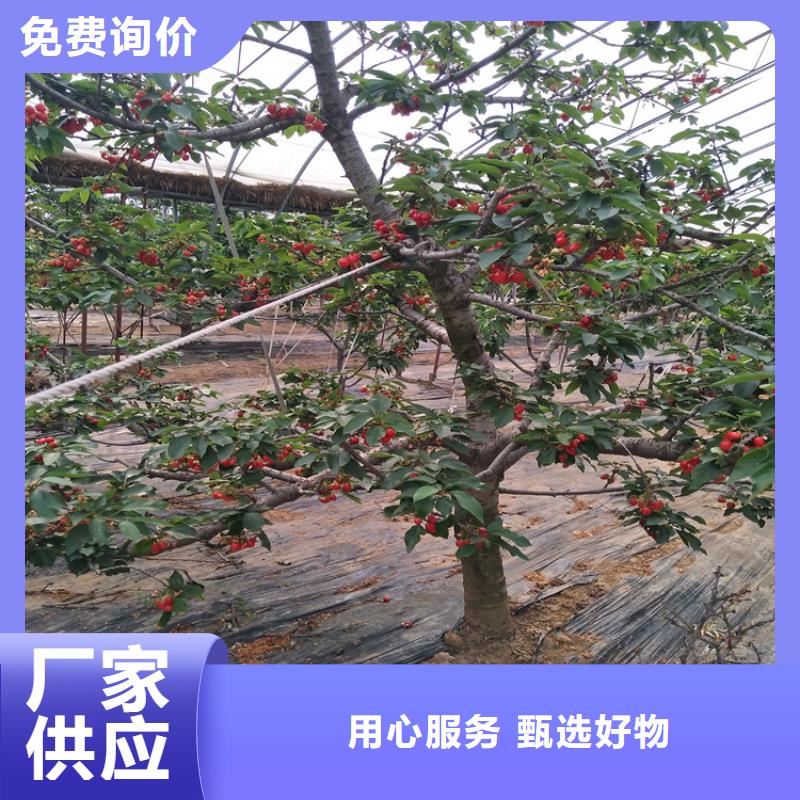 大樱桃树苗多少钱一棵保质保量