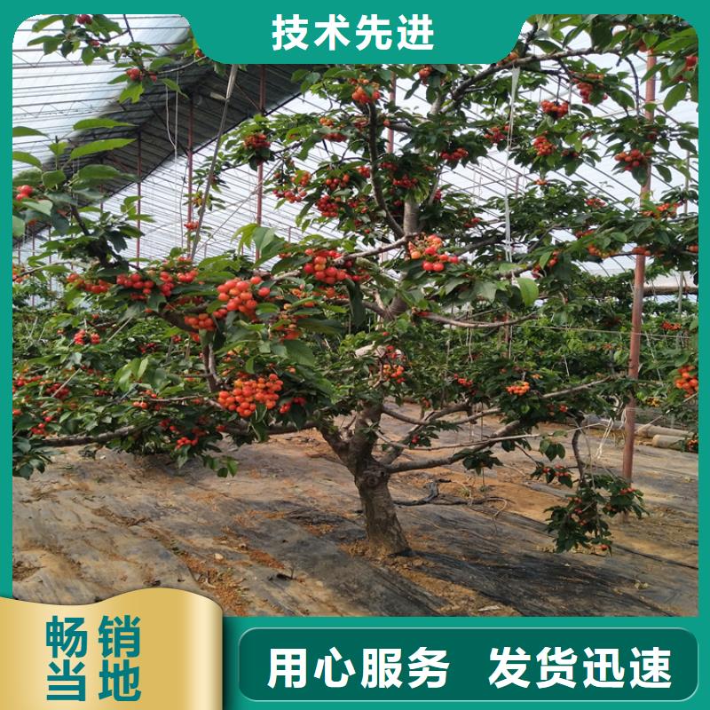 矮化大樱桃苗产量多少设计制造销售服务一体