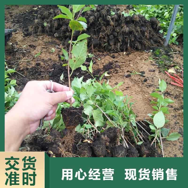 一根棍樱桃树苗量多优惠本地厂家