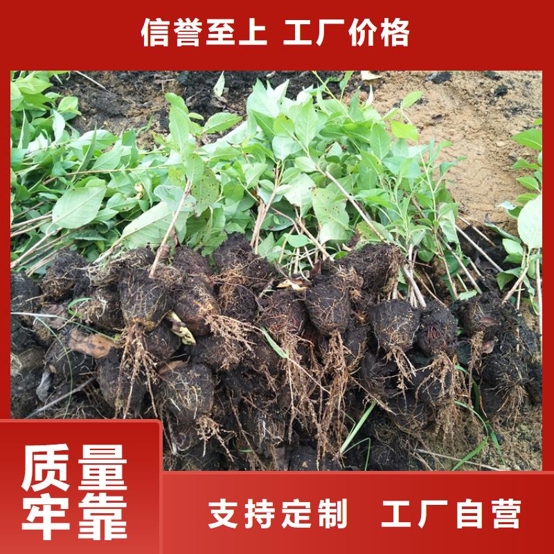 矮化大樱桃苗量多优惠型号全价格低