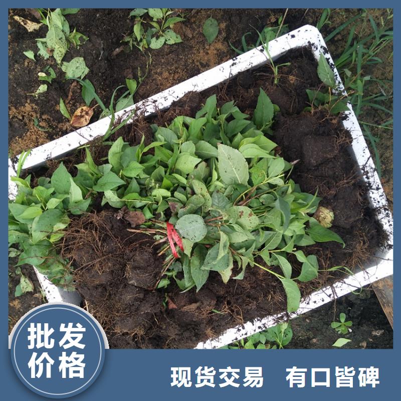 矮化车厘子树苗根系发达专心专注专业