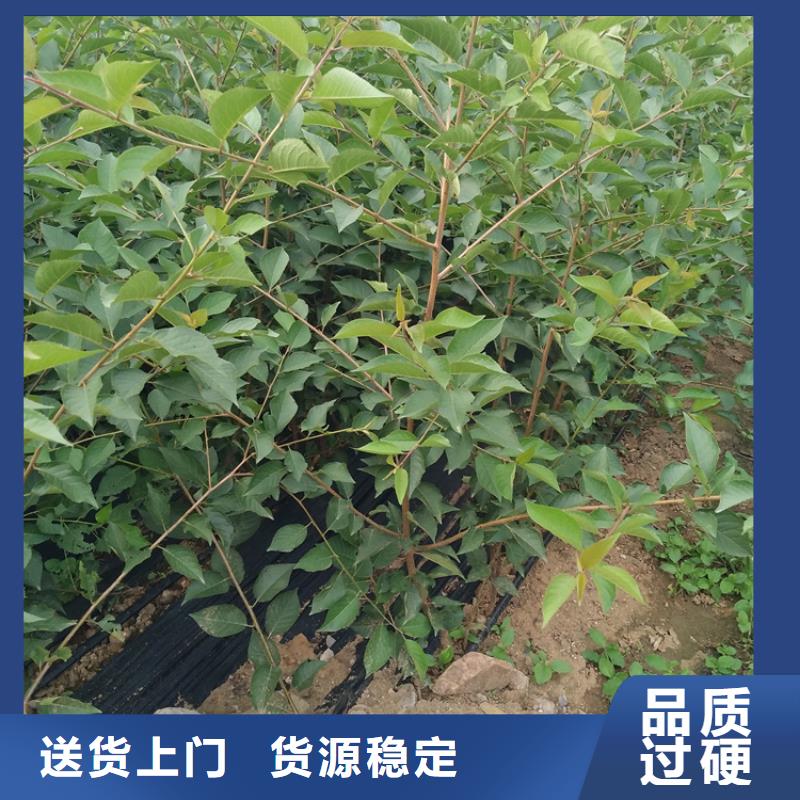 樱桃苹果苗严选好货同城制造商