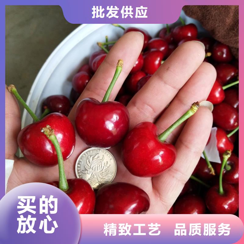 矮化吉塞拉大樱桃苗量大从优今日价格