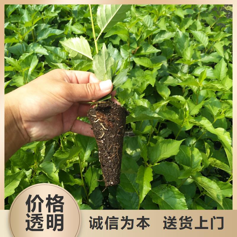【樱桃西瓜苗严格把控质量】高品质现货销售