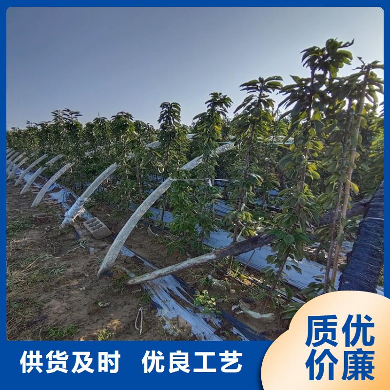 樱桃【猕猴桃苗】质量无忧匠心打造