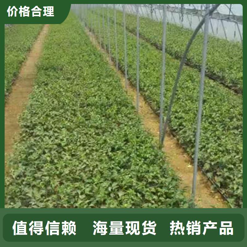 大樱桃树苗新奇品种本地公司