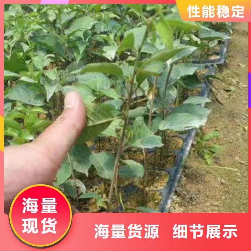 大樱桃苗量多优惠同城公司