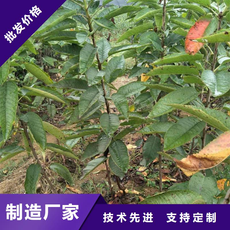 樱桃-板栗苗工艺成熟本地生产厂家