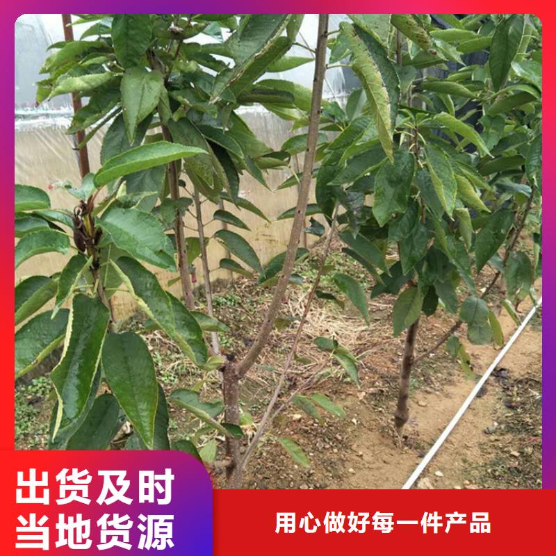 矮化大樱桃树新品种培育基地厂家大量现货