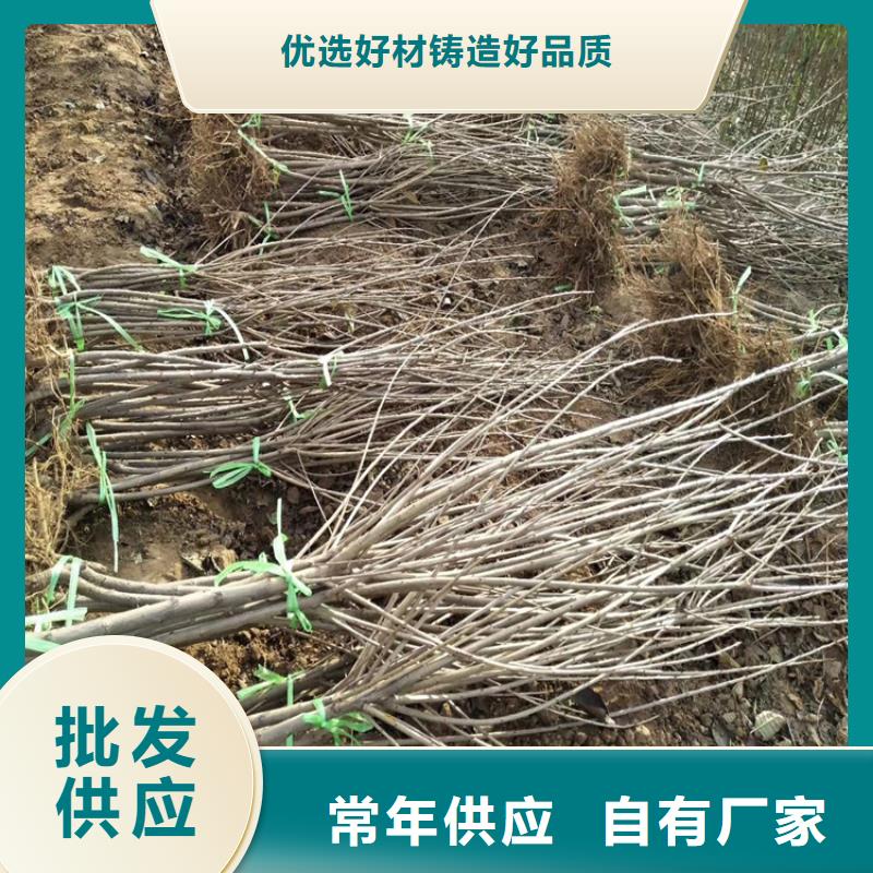【樱桃】樱桃苗热销产品让利客户