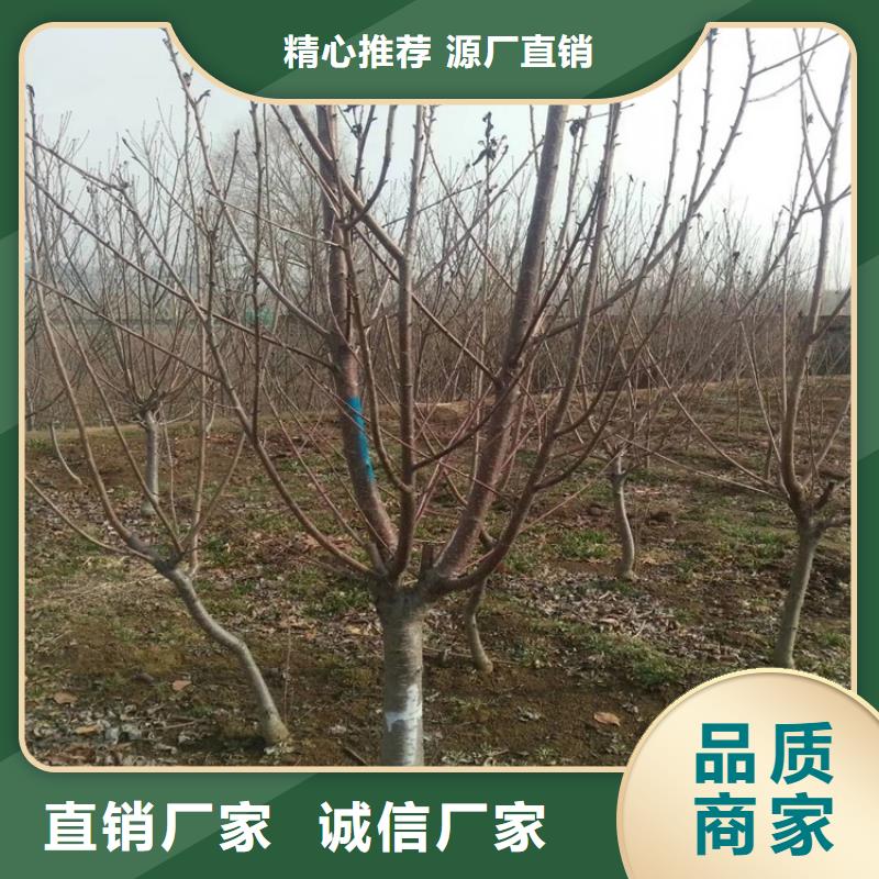 矮化吉塞拉大樱桃苗适合种植地区厂家直销规格多样
