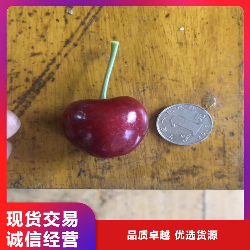 樱桃苹果苗敢与同行比质量拒绝差价