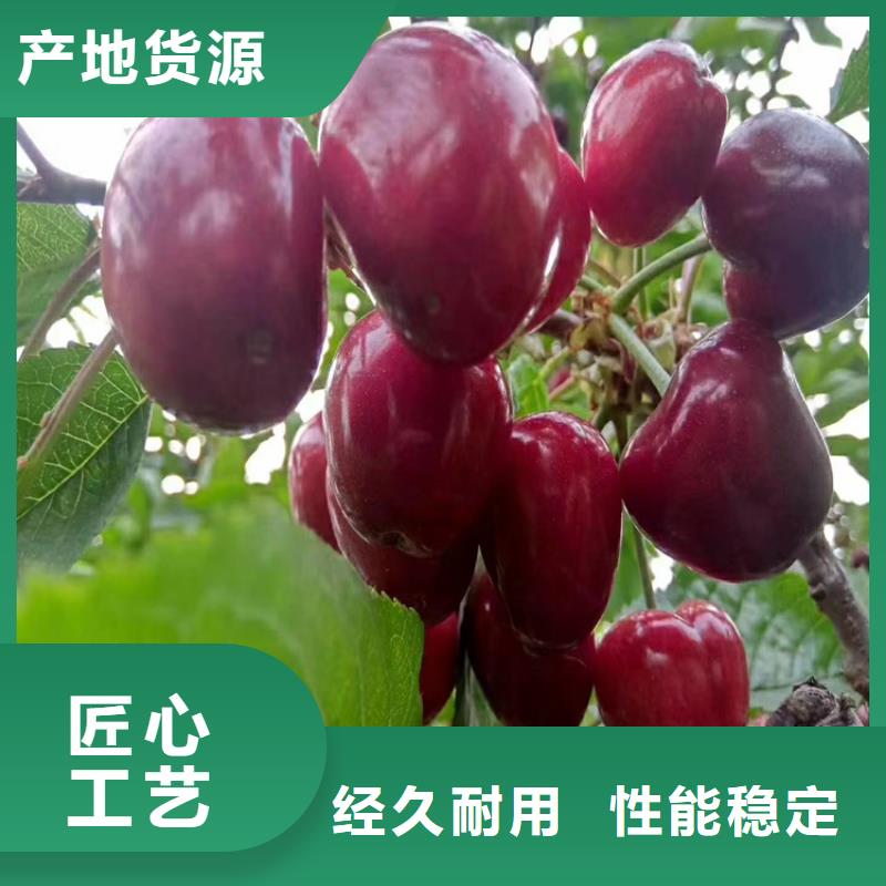 樱桃板栗苗工厂直供本地制造商