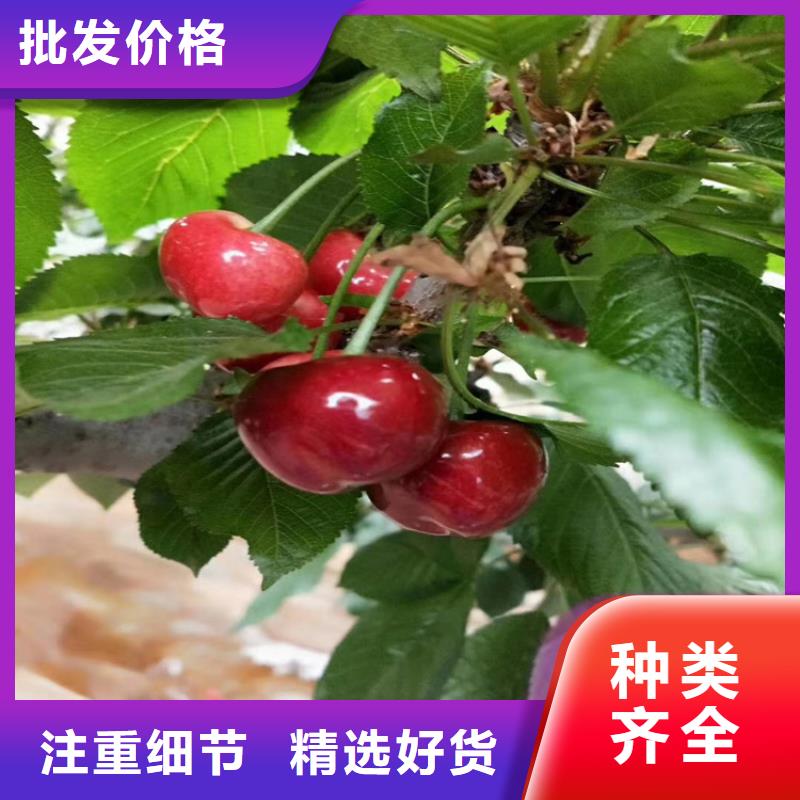 矮化大樱桃树苗欢迎咨询当地厂家