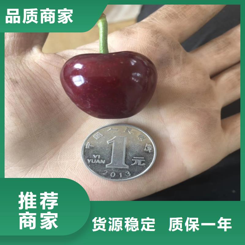 车厘子育苗基地专心专注专业