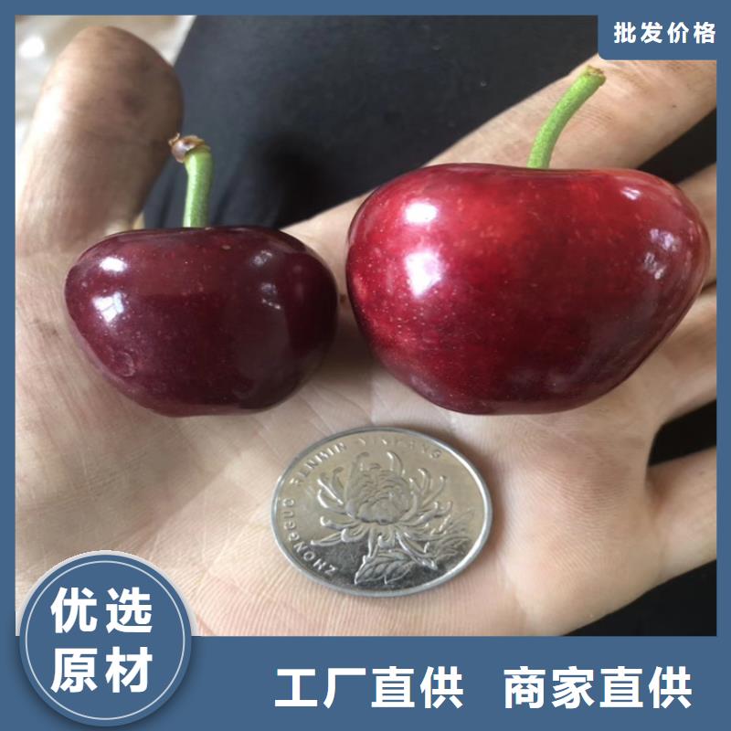 车厘子适合种植地区同城制造商
