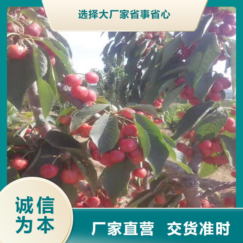 矮化车厘子苗价格市场报价