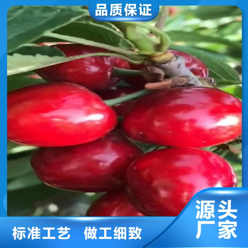 大樱桃树苗当年结果树同城生产商