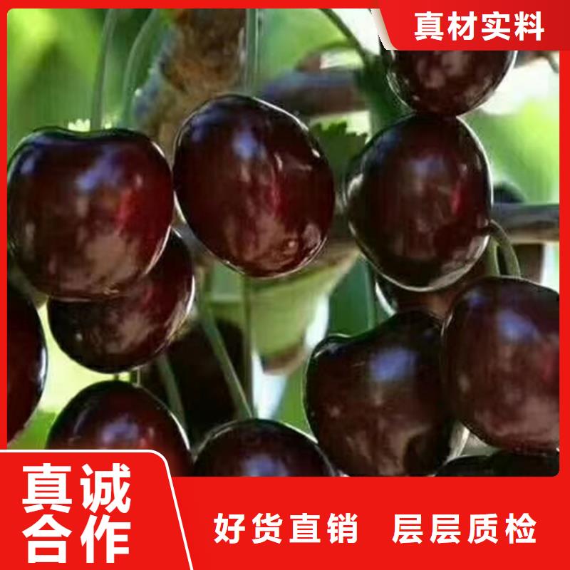 嫁接樱桃苗怎么卖本地经销商
