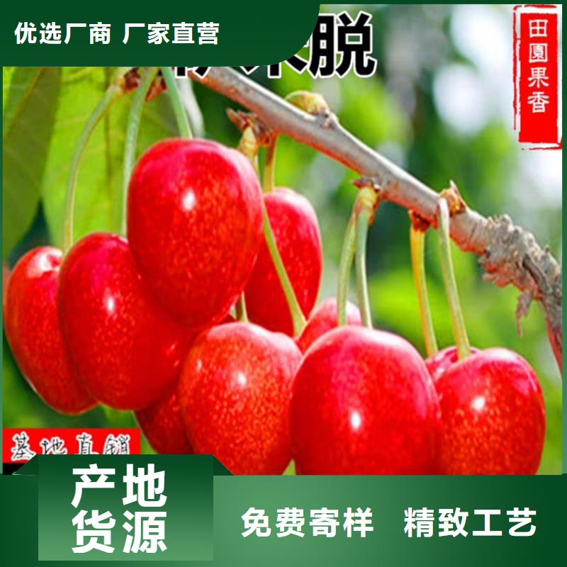 樱桃樱桃苗研发生产销售同城服务商