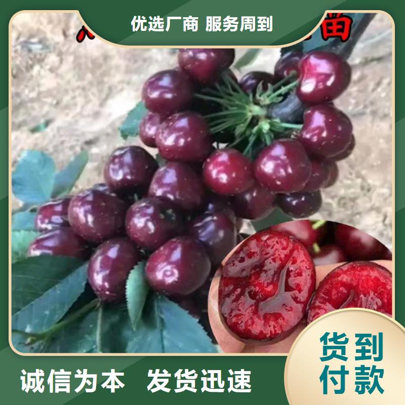 樱桃苹果苗拥有核心技术优势本地制造商