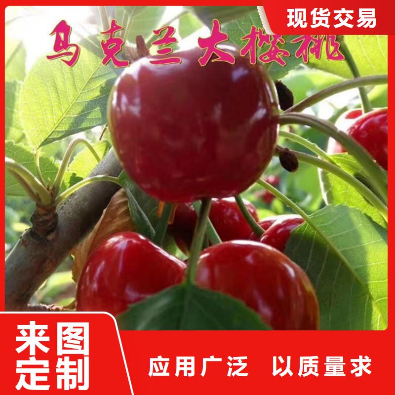 大樱桃苗免费咨询当地厂家