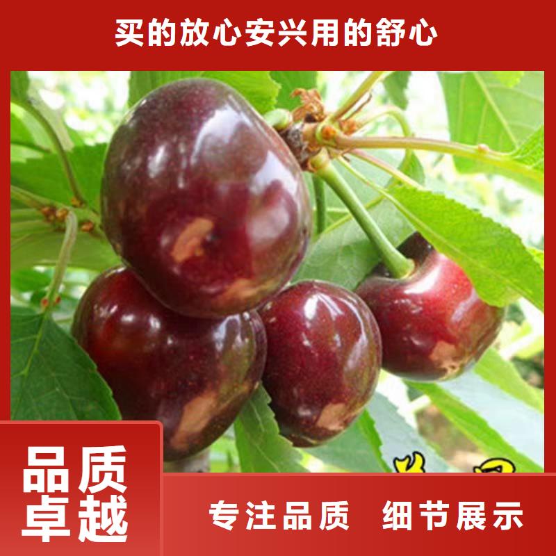 樱桃-【蓝莓苗】多行业适用本地供应商