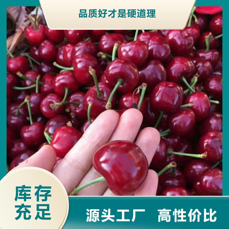 大樱桃苗种植基地原厂制造