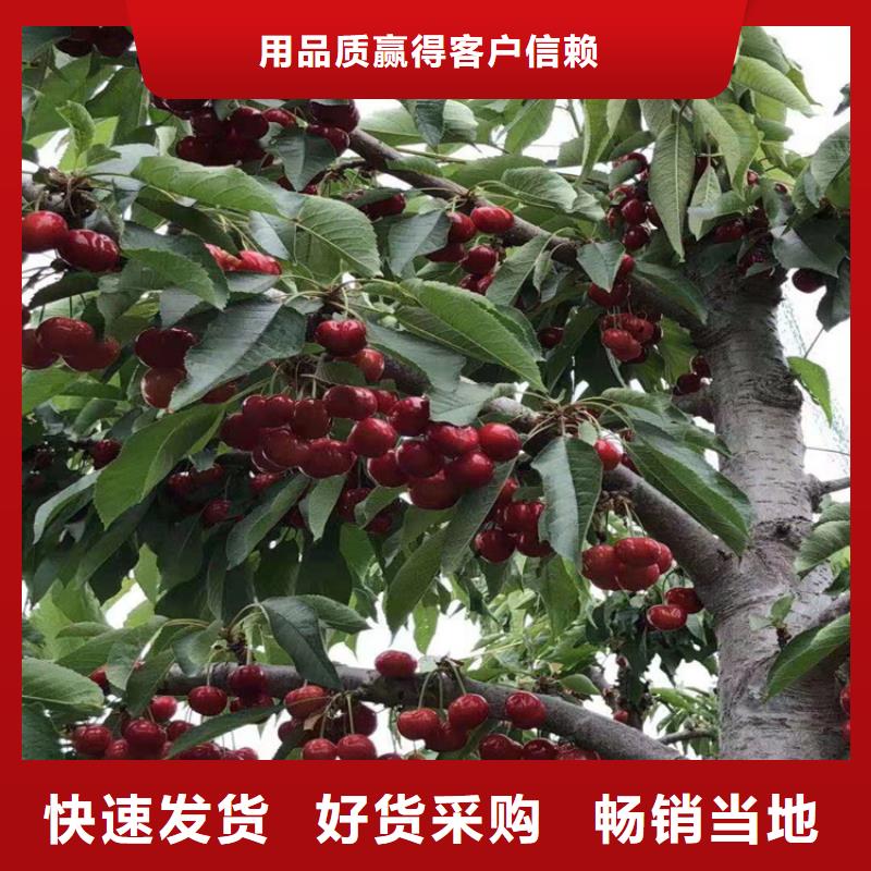 大樱桃苗规格服务周到