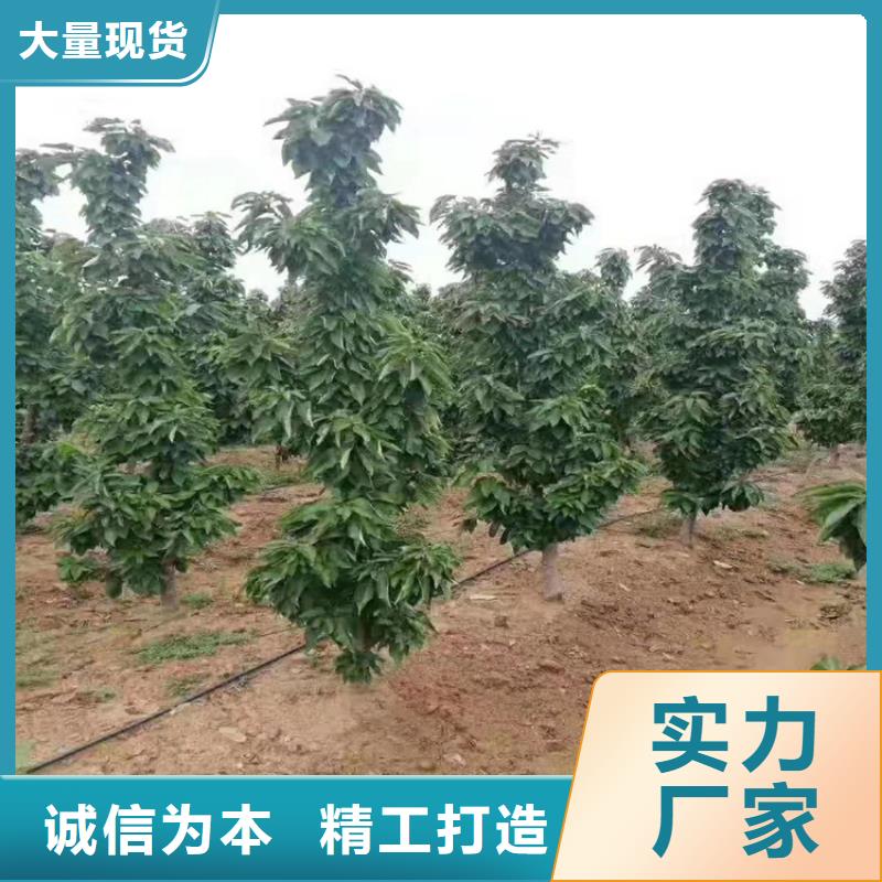 嫁接樱桃苗批发零售来图定制量大从优