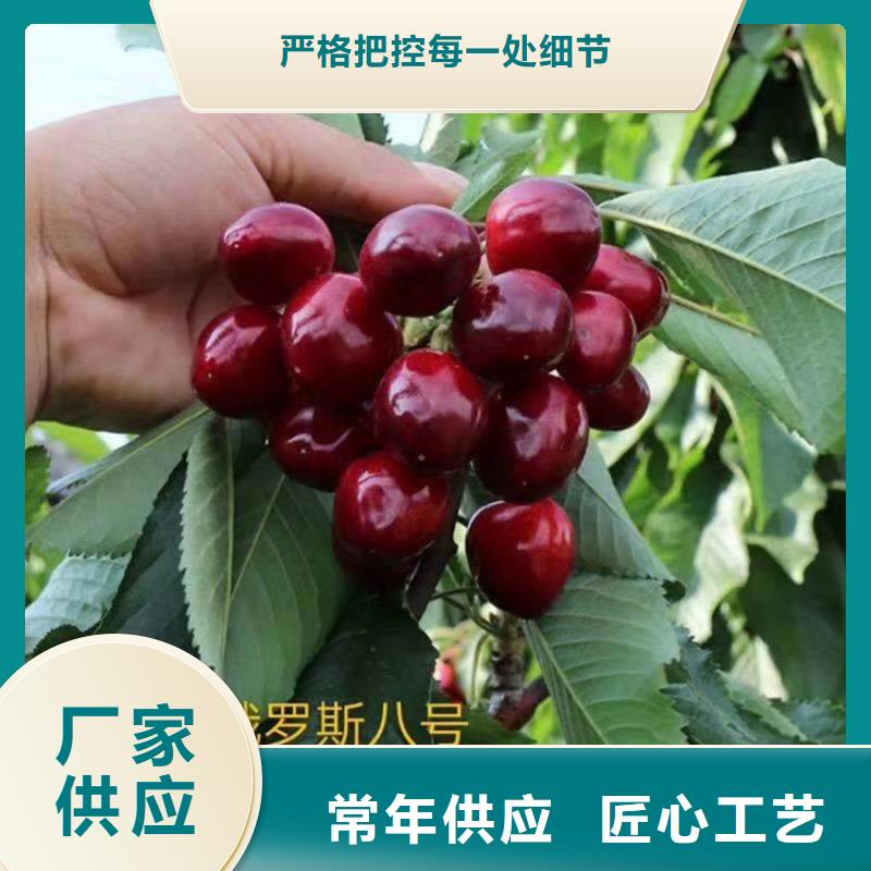 樱桃【红石榴苗基地】产地厂家直销现货采购