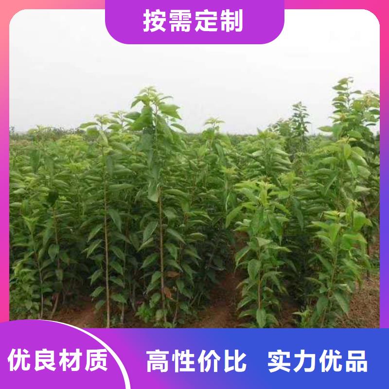 樱桃樱桃苗优良工艺同城生产厂家