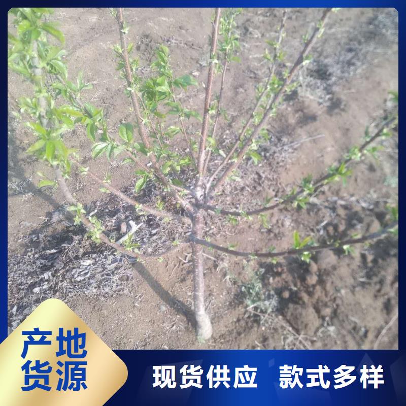 车厘子批发价格讲信誉保质量