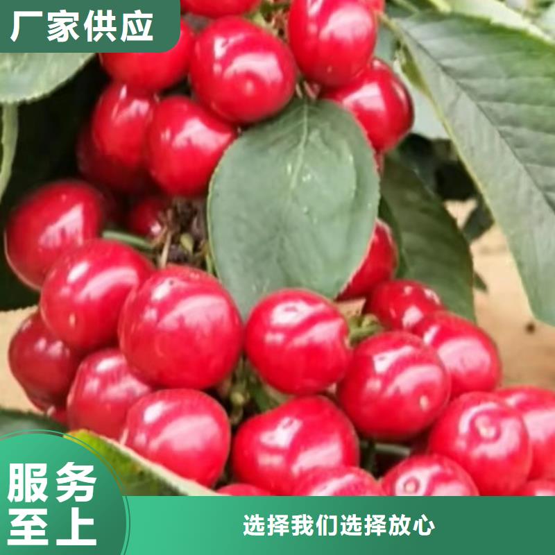 矮化车厘子苗种植技术当地生产商