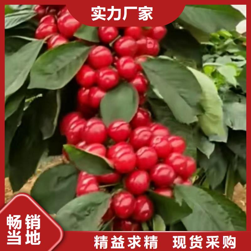 樱桃,猕猴桃苗品质优选老客户钟爱