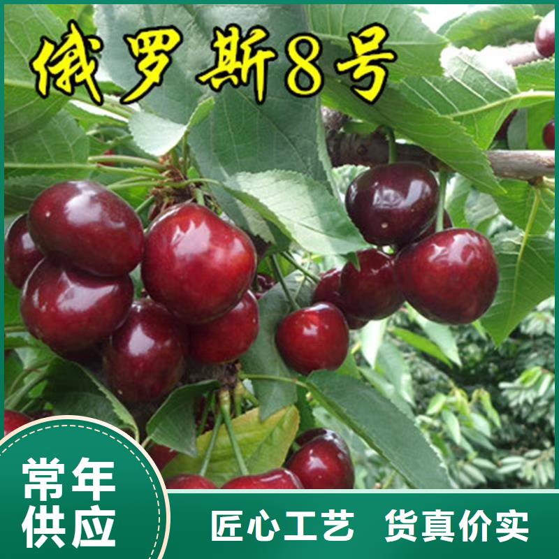 矮化大樱桃树苗基地专注细节专注品质