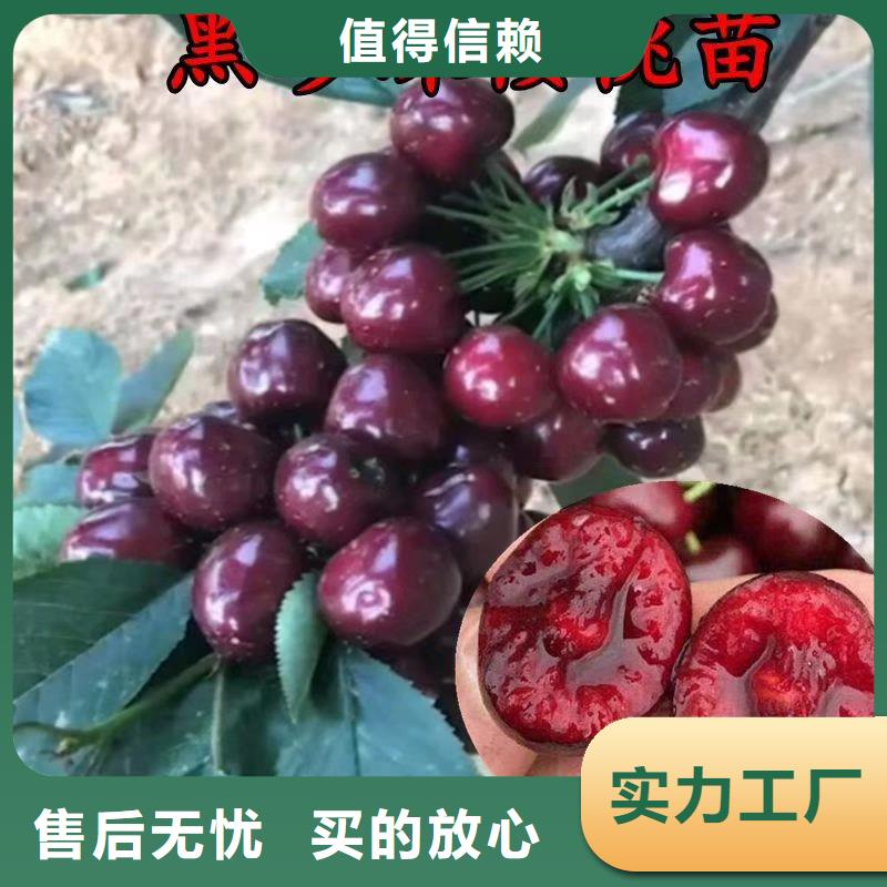 大樱桃苗批发价格优势